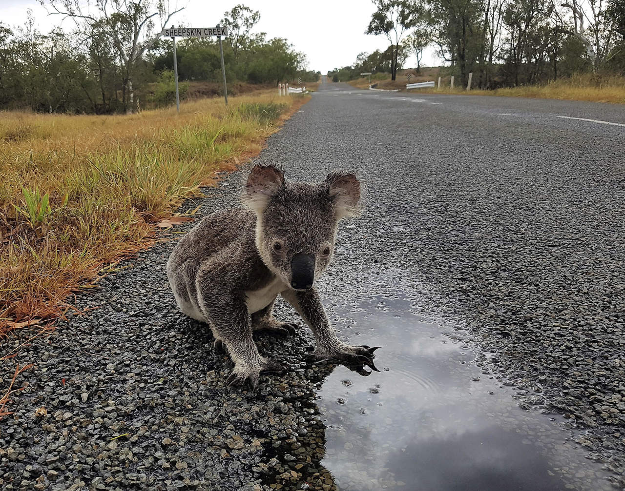 Encuentran diversidad genética que puede salvar a koalas de la extinción. Noticias en tiempo real