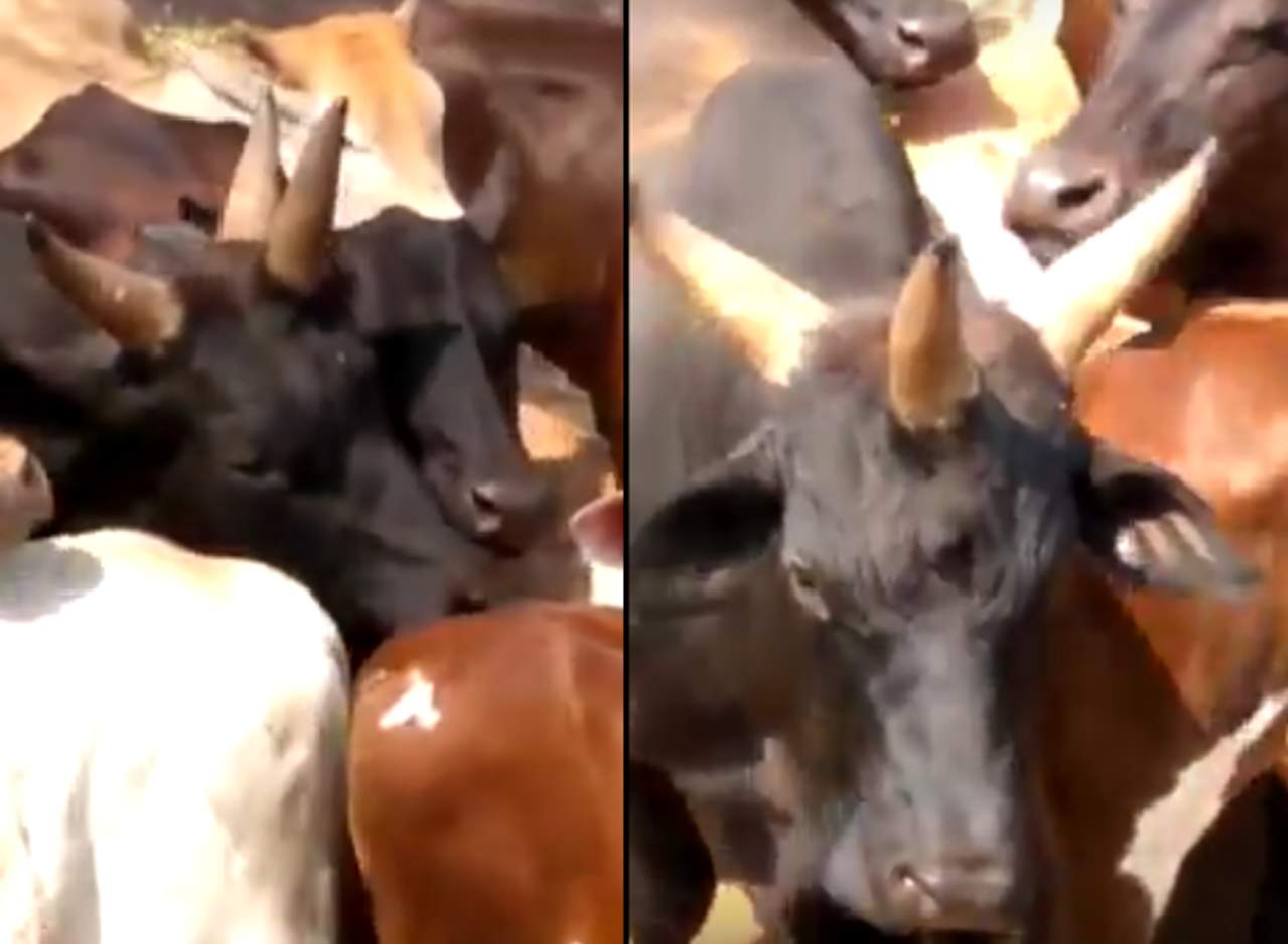 Captan en video a una vaca con tres cuernos. Noticias en tiempo real
