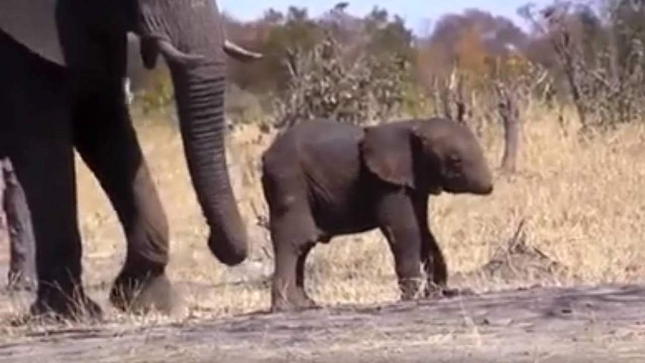 VIRAL: Elefante sin trompa conmociona a la red. Noticias en tiempo real
