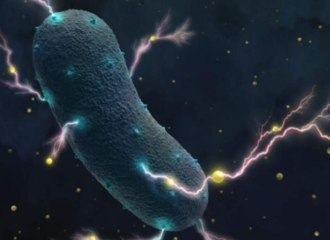 Bacterias en el intestino producen electricidad, revela estudio. Noticias en tiempo real