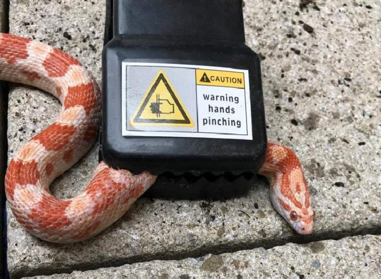 Ayudan a serpiente atrapada en trampa para ratones. Noticias en tiempo real