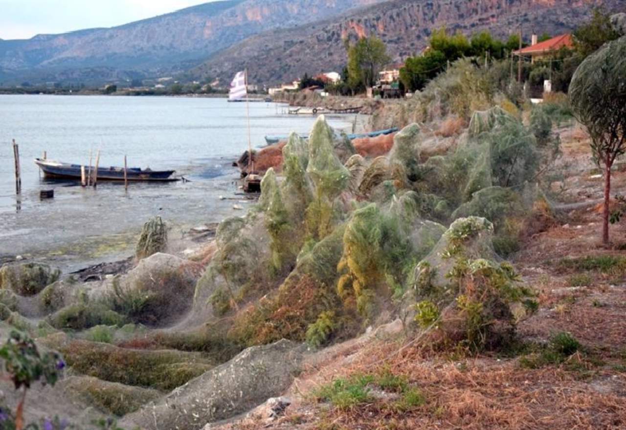 Telaraña gigante en playa de Grecia sorprende a la comunidad. Noticias en tiempo real