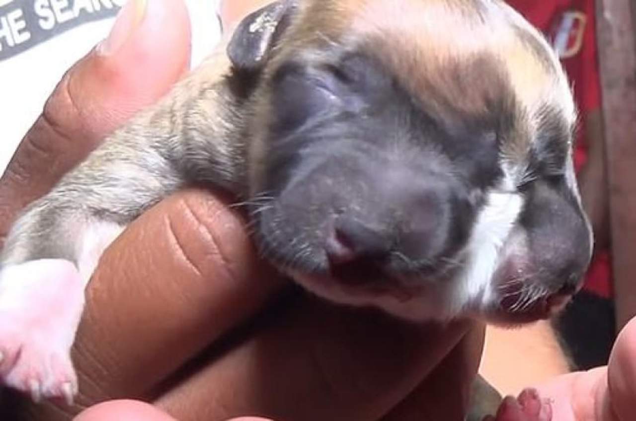 VIRAL: Nacimiento de perro con dos cabezas provoca conmoción. Noticias en tiempo real