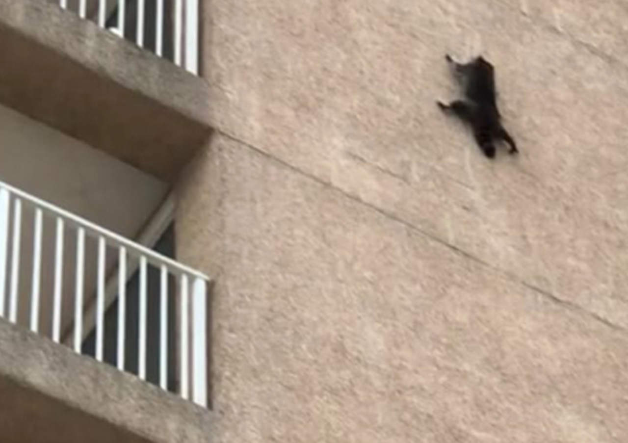El mapache que se lanzó desde un noveno piso y no murió. Noticias en tiempo real