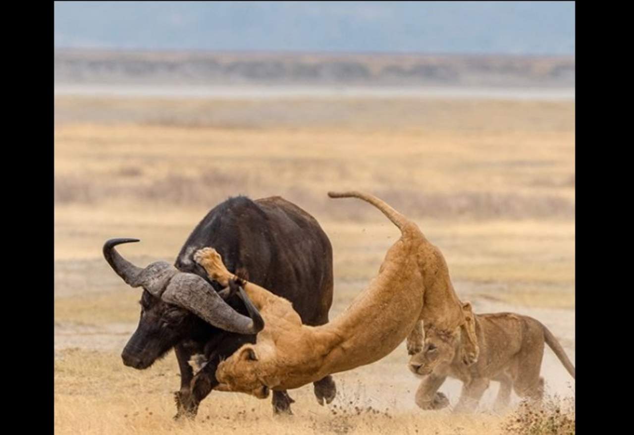 La increíble y viral escena de un búfalo que pudo ser devorado por leonas. Noticias en tiempo real