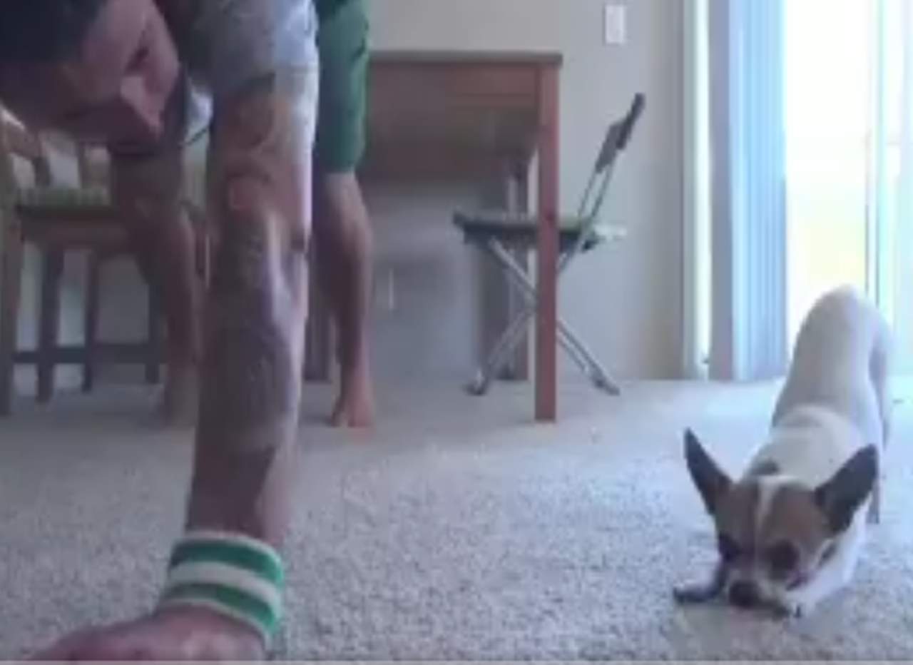 El perro que encantó a la red por hacer yoga con su amo. Noticias en tiempo real