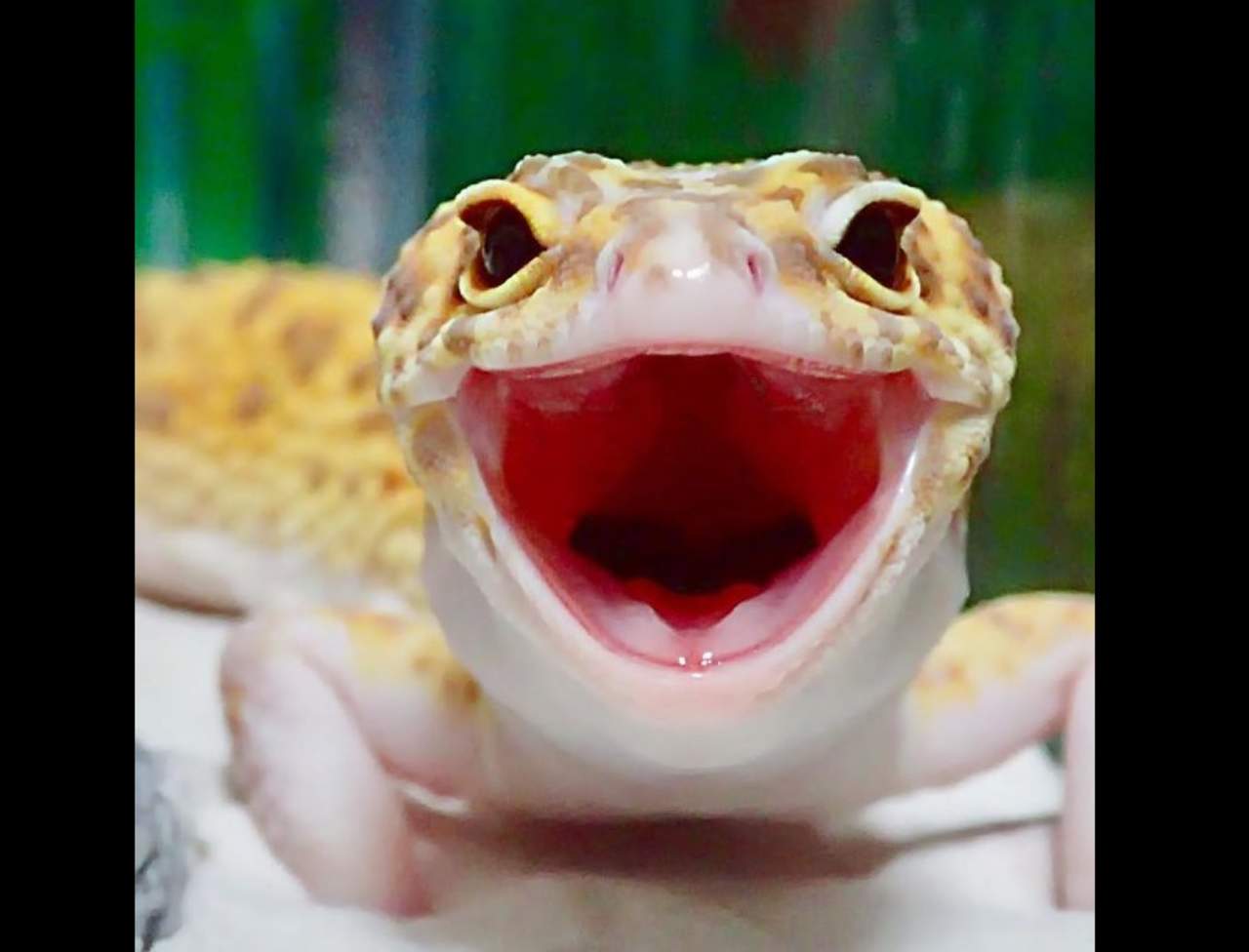 VIRAL: La sonrisa de este gecko está conquistando en redes. Noticias en tiempo real