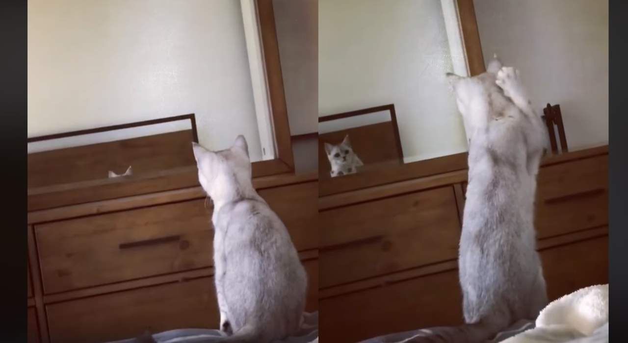 Reacción de un gato al percatarse que tiene orejas se vuelve viral. Noticias en tiempo real