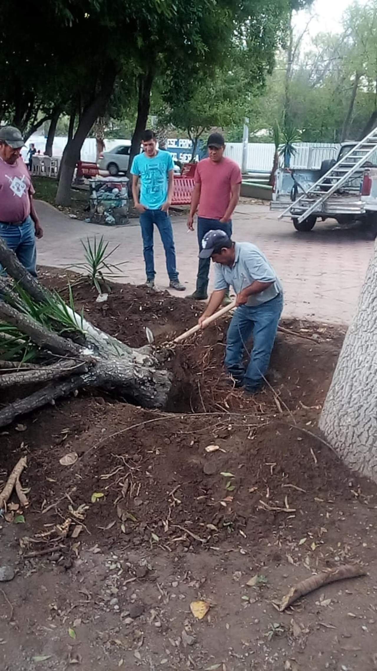 Medio Ambiente de Lerdo asegura haber trasplantado árboles. Noticias en tiempo real
