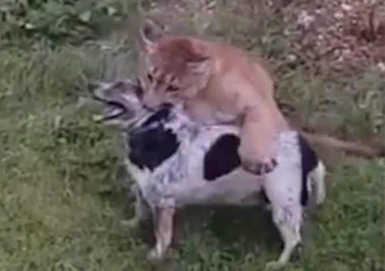 VIDEO: Puma toma por el cuello a canino en zona residencial. Noticias en tiempo real