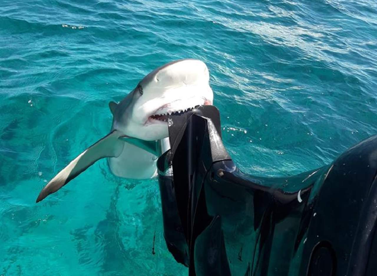 Tiburón muerde motor de lancha y luego ‘posa’ para la cámara. Noticias en tiempo real