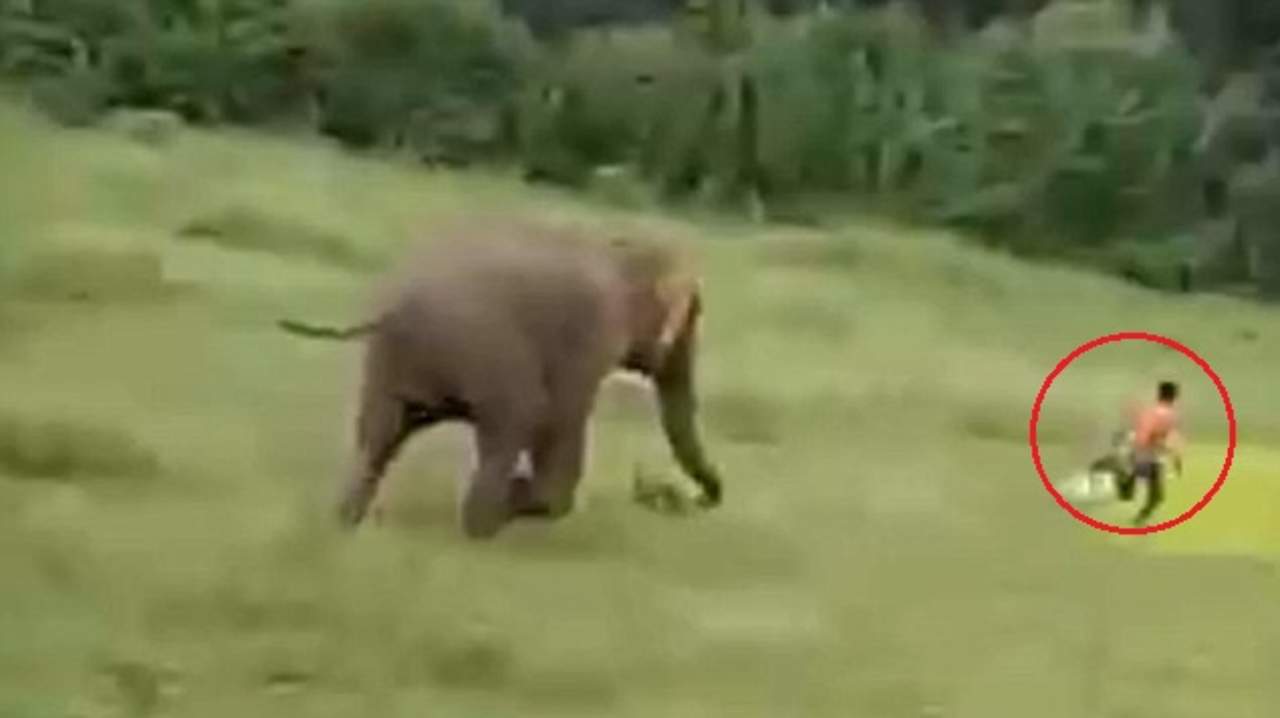 VIDEO: Elefante pisotea a un niño hasta la muerte. Noticias en tiempo real