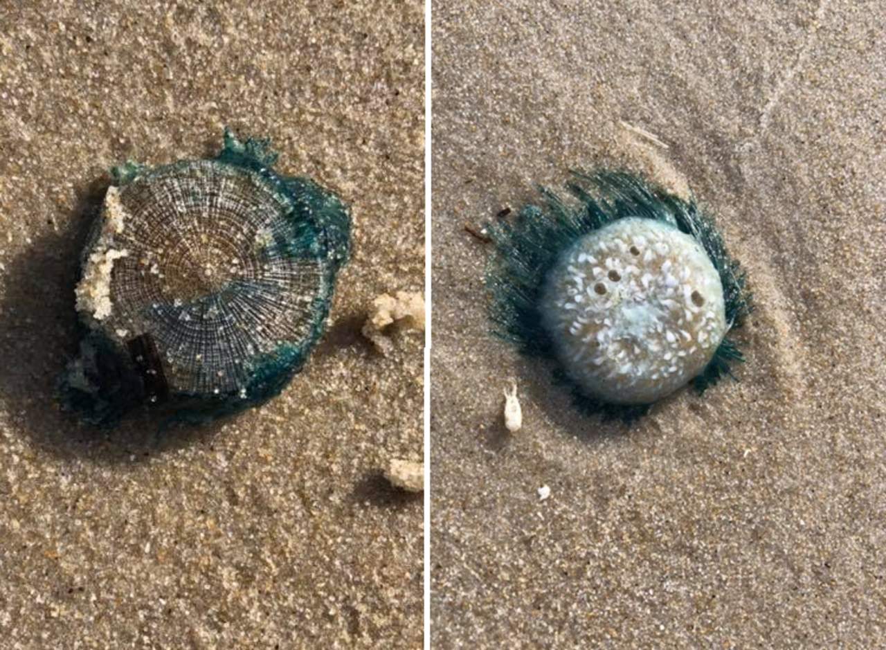 Extrañas criaturas azules aparecen en playas de EU. Noticias en tiempo real