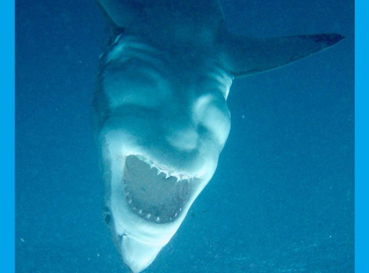 Imagen de tiburón se viraliza por su semejanza con el Guasón. Noticias en tiempo real