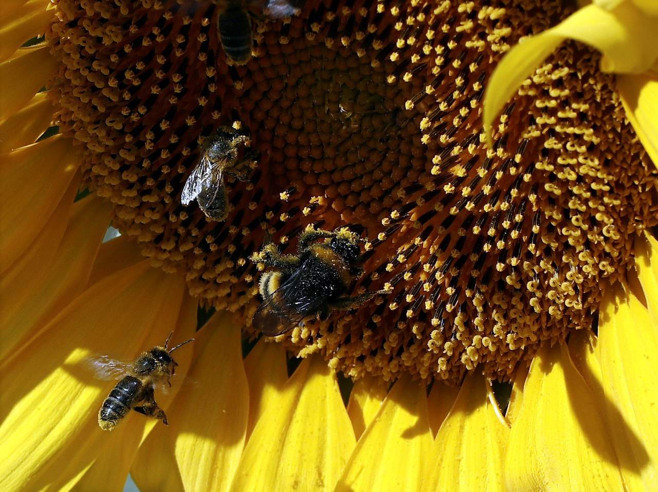Riesgos por reducción de la población de abejas. Noticias en tiempo real