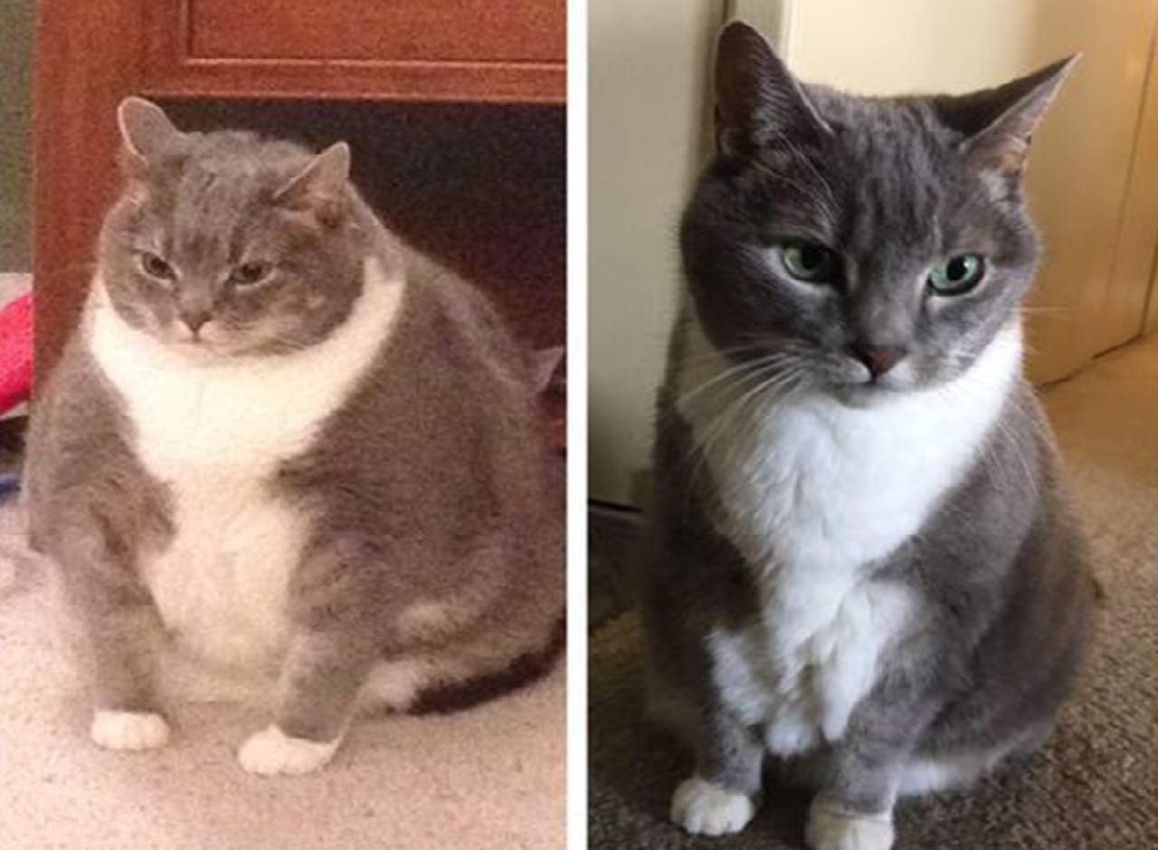Un gato se hace famoso por bajar de peso. Noticias en tiempo real