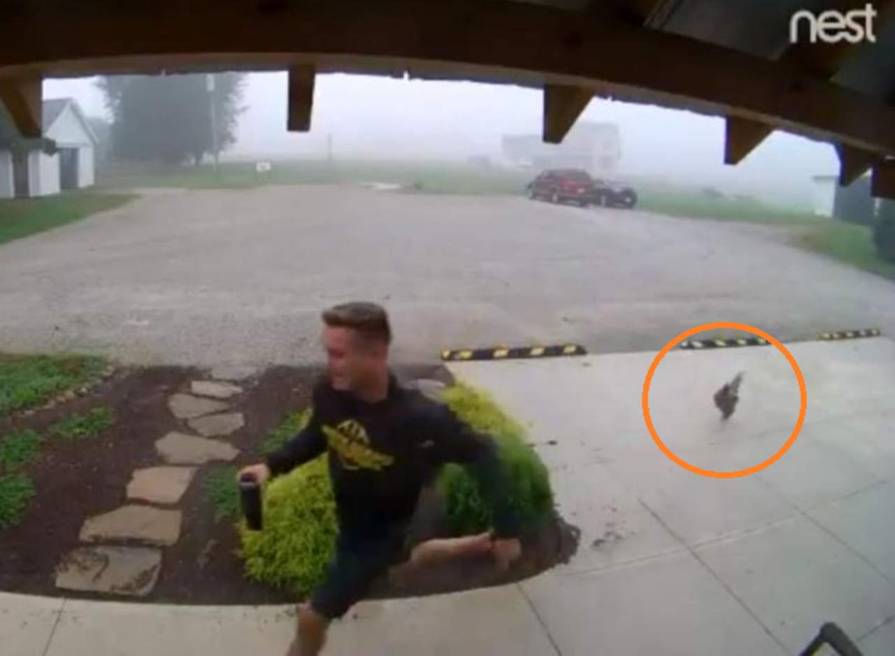Curiosa escena en la que joven es perseguido por una gallina. Noticias en tiempo real