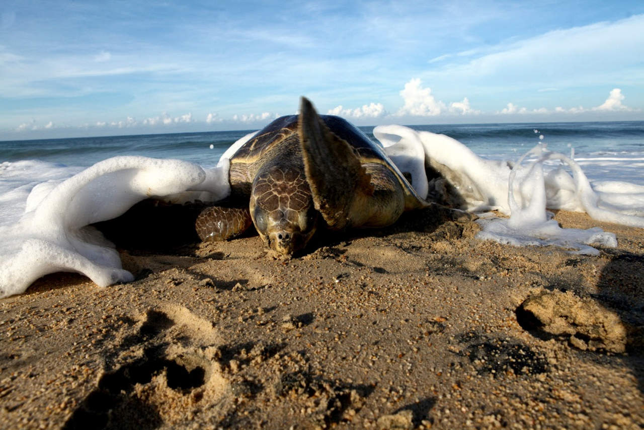 Pobladores protegen nidos de tortugas marinas en Chiapas. Noticias en tiempo real