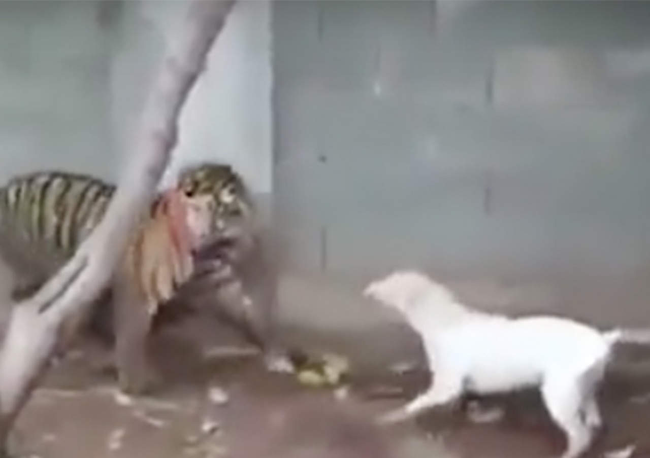 VIDEO: Perro intenta atacar a tigre pero éste lo vence. Noticias en tiempo real