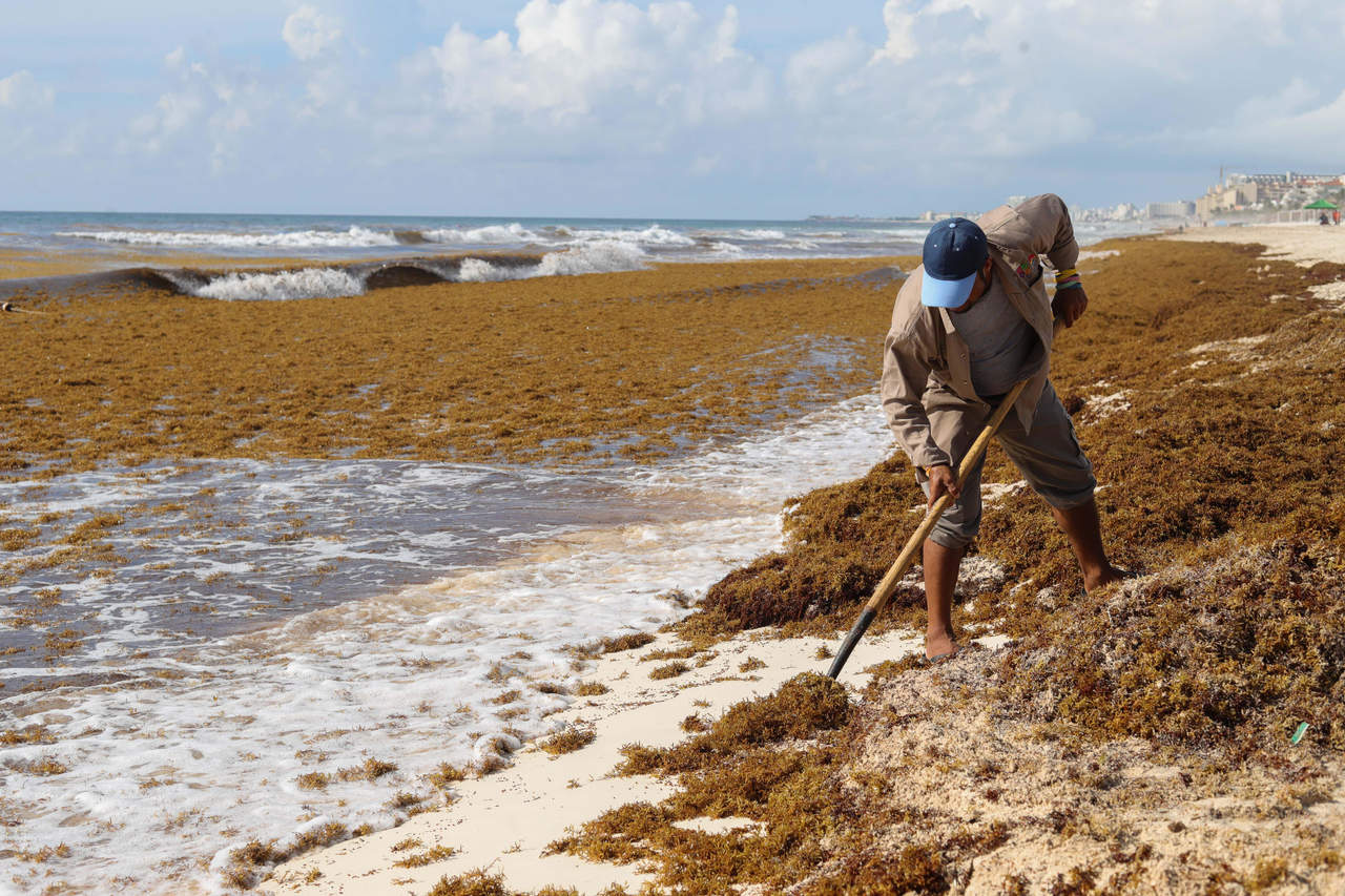 Playas de Puerto Morelos e Isla Mujeres, libres de sargazo. Noticias en tiempo real