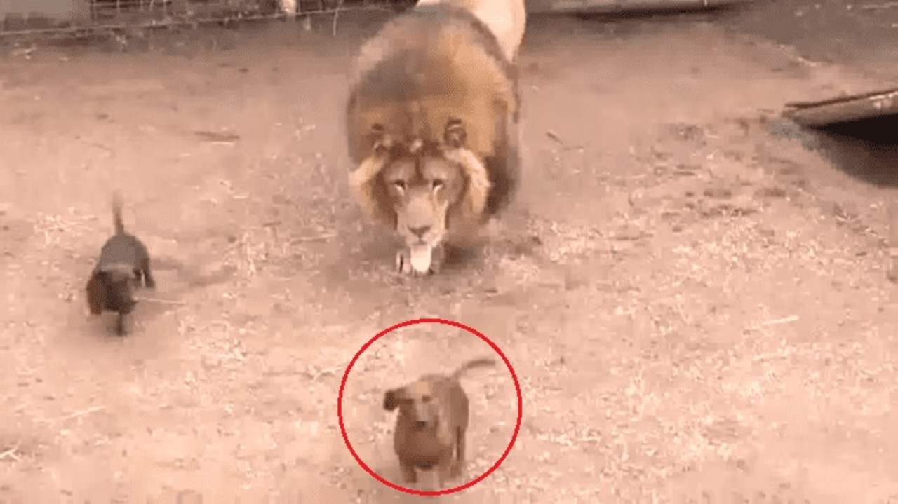 VIRAL: La reacción de un león junto a dos perros salchicha. Noticias en tiempo real