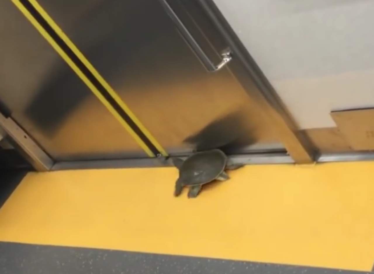La tortuga que se fue a dar un paseo en el metro. Noticias en tiempo real