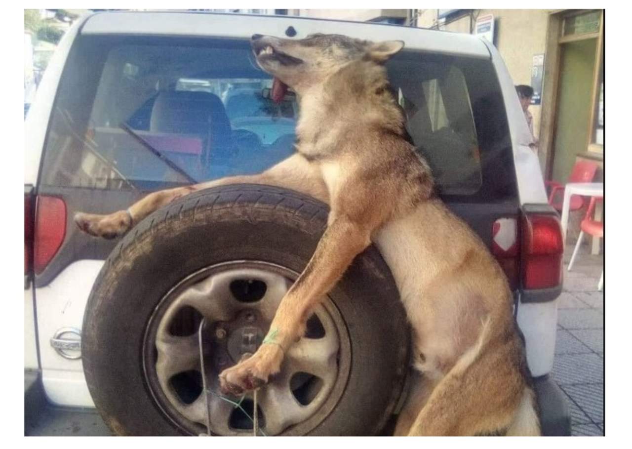 Imagen de lobo muerto atado a una llanta causa polémica en redes. Noticias en tiempo real
