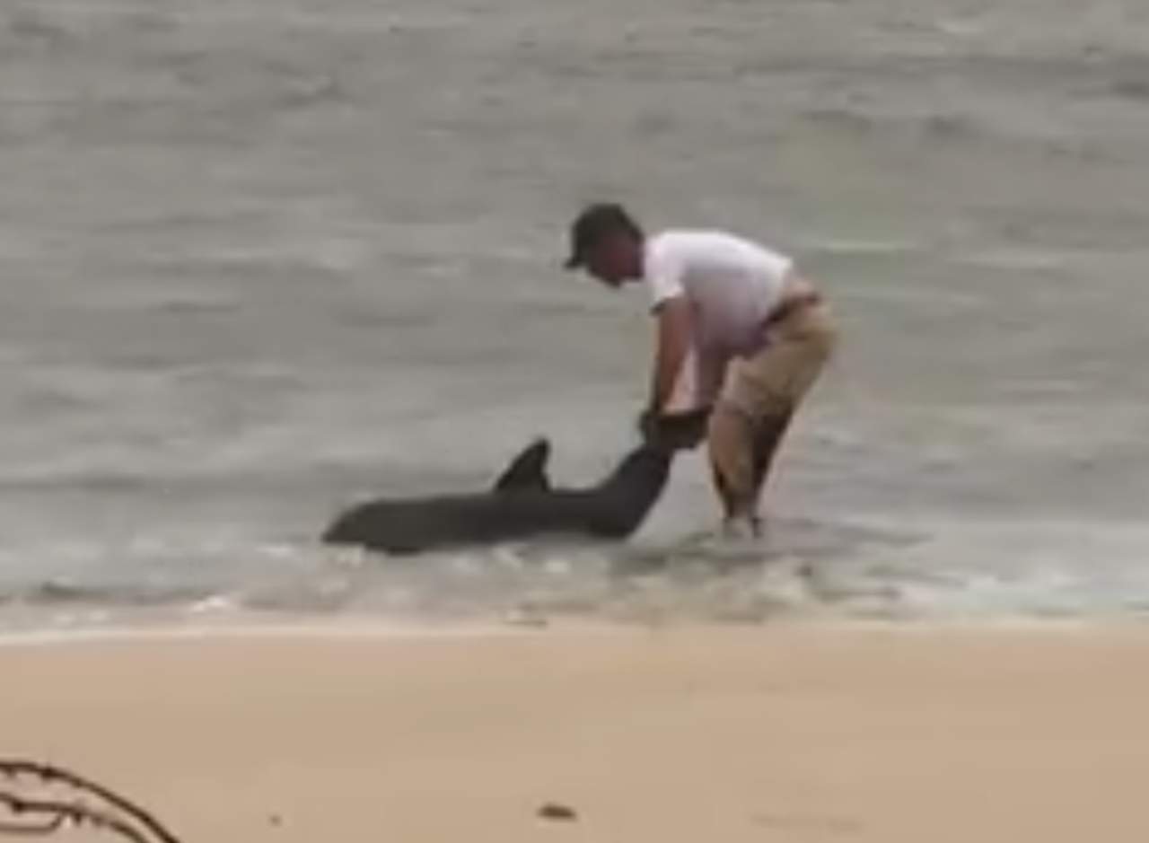 Hombre arrastra a delfín para salvarle la vida. Noticias en tiempo real