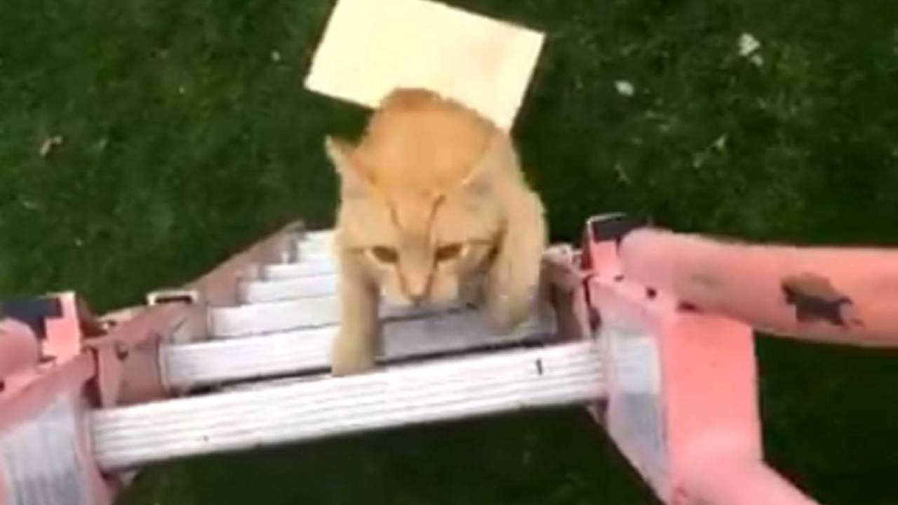 VIDEO: Gato escoge a su dueño y se hace viral. Noticias en tiempo real