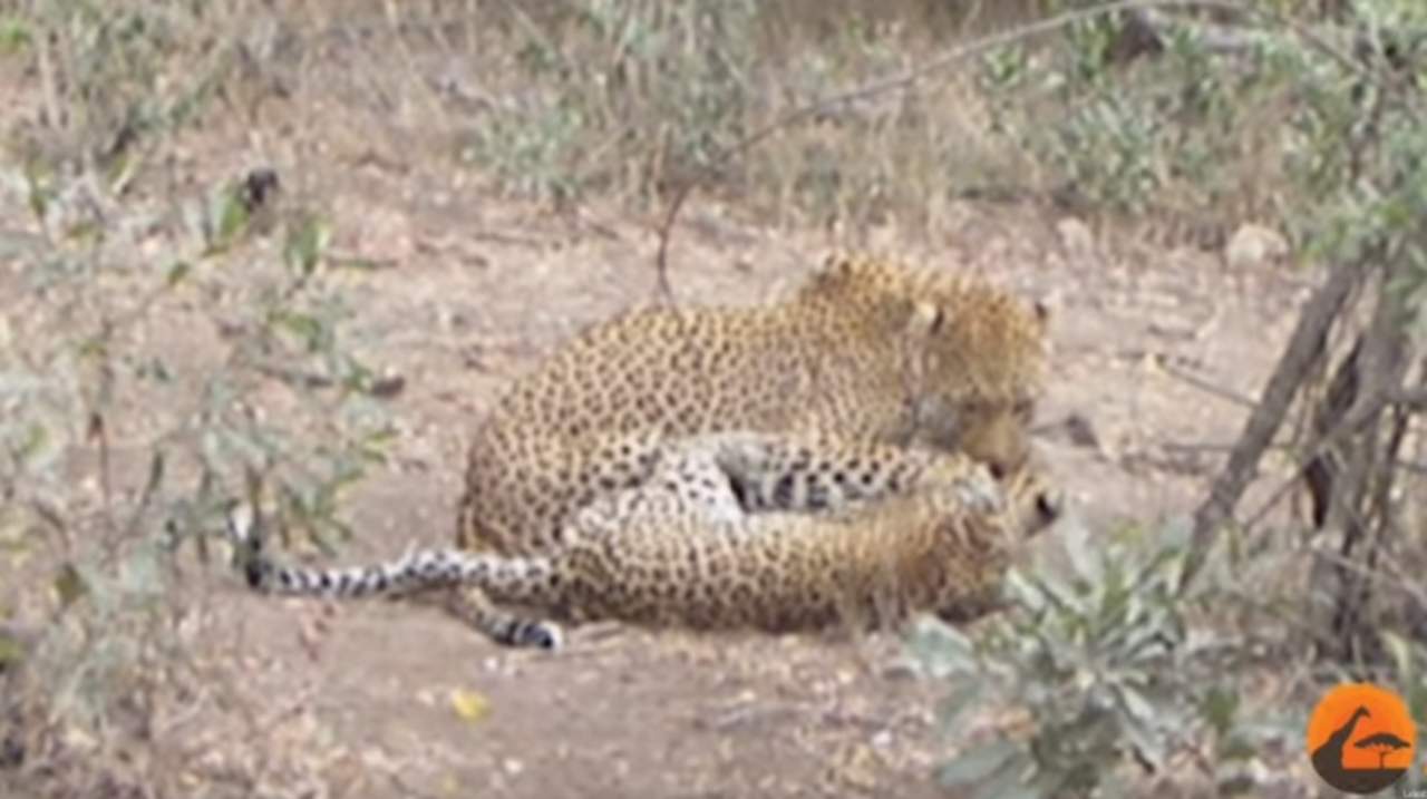 VIRAL: La feroz batalla a muerte entre dos leopardos. Noticias en tiempo real