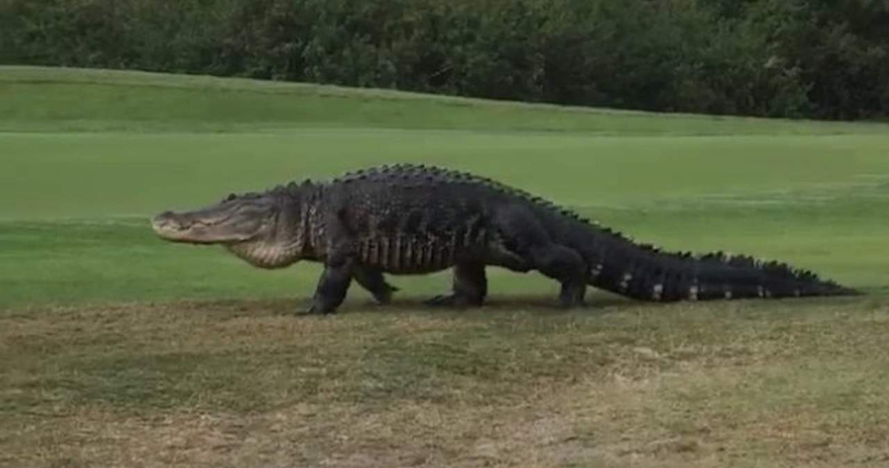 VIRAL: Reaparece cocodrilo de casi 5 metros en campo de golf. Noticias en tiempo real