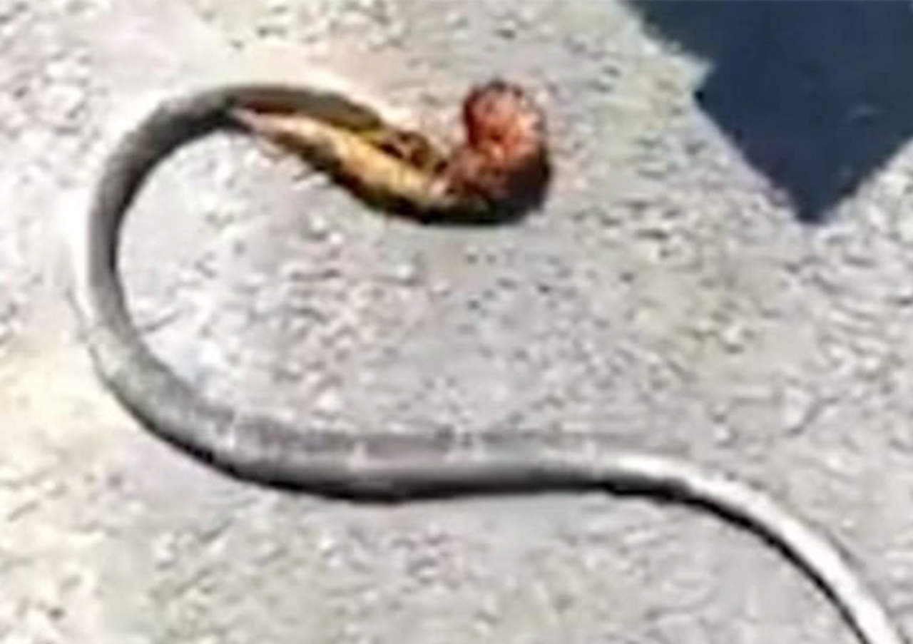 La viral pelea entre un ciempiés y una serpiente. Noticias en tiempo real