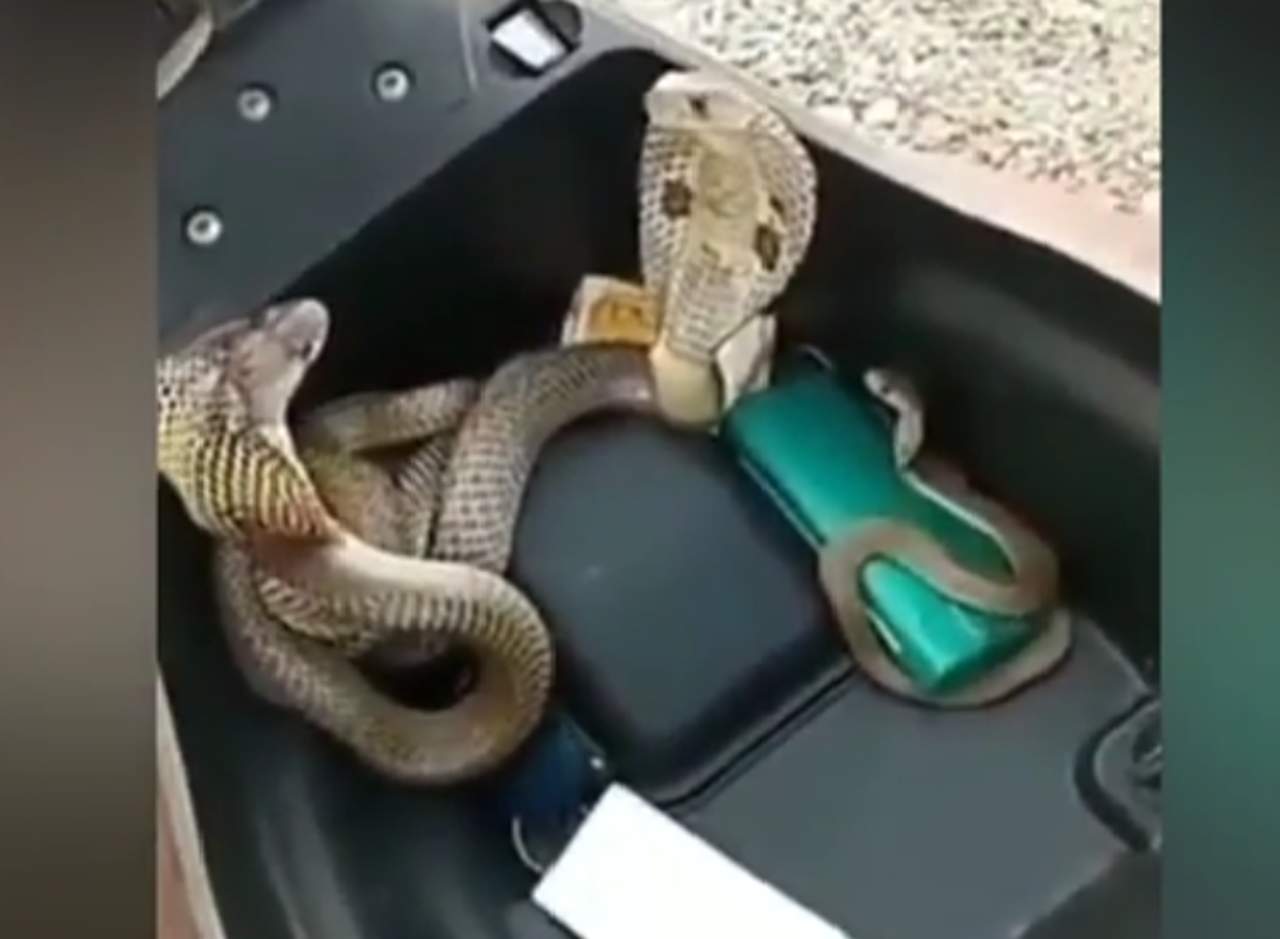 Encuentran a tres cobras escondidas en una motoneta. Noticias en tiempo real