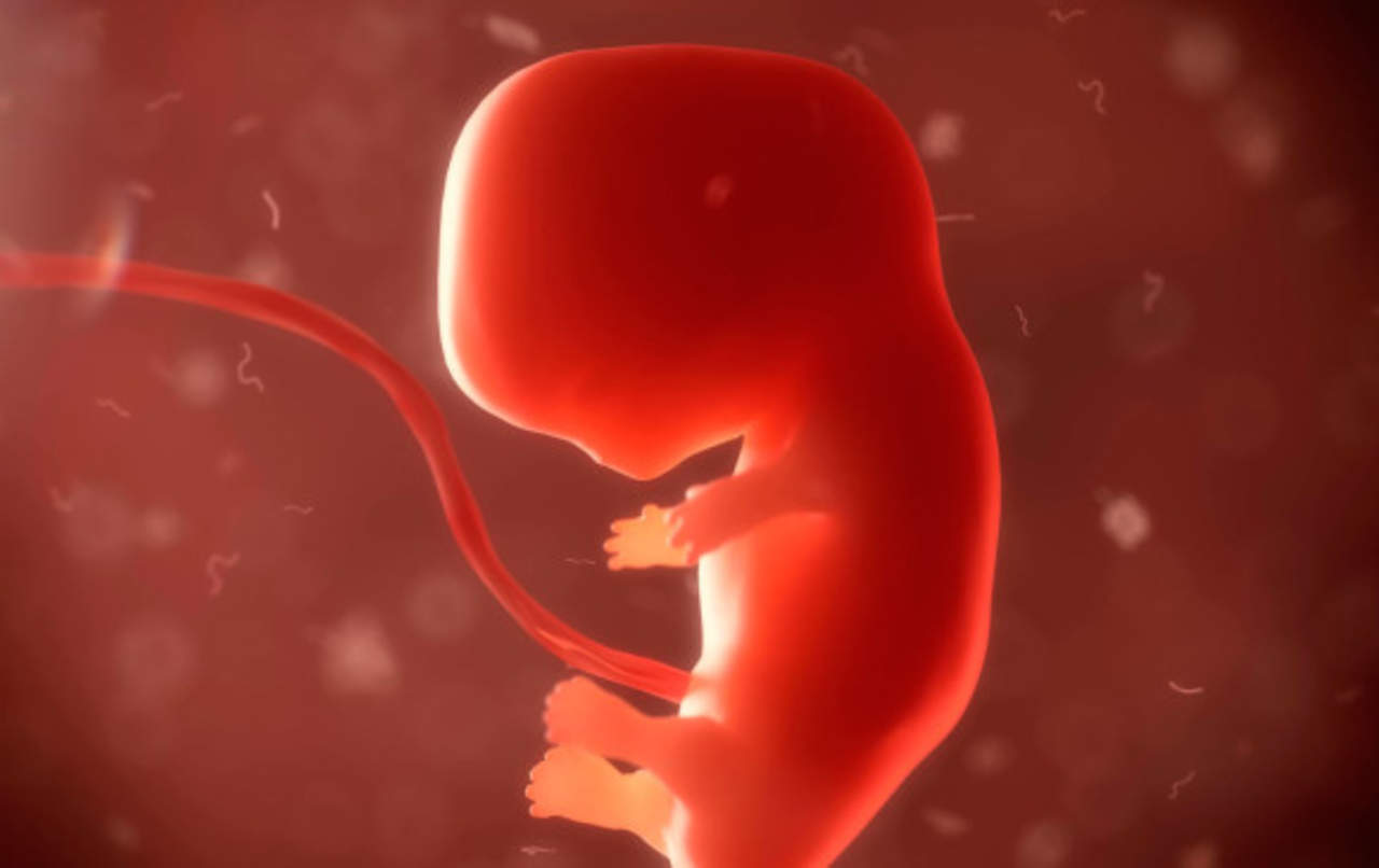 Analizan el desarrollo del corazón en el embrión. Noticias en tiempo real