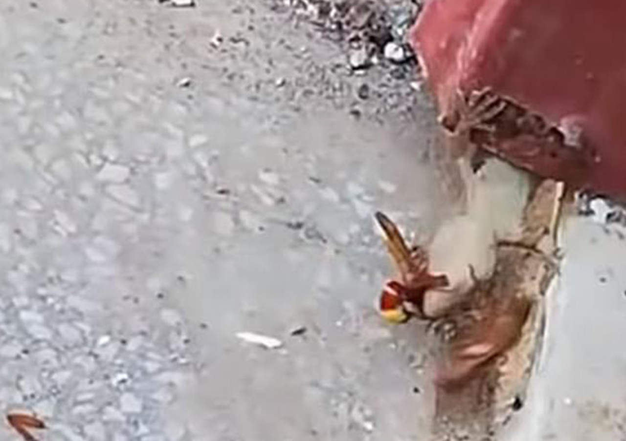 La brutal pelea entre avispa y cucaracha con final inesperado. Noticias en tiempo real