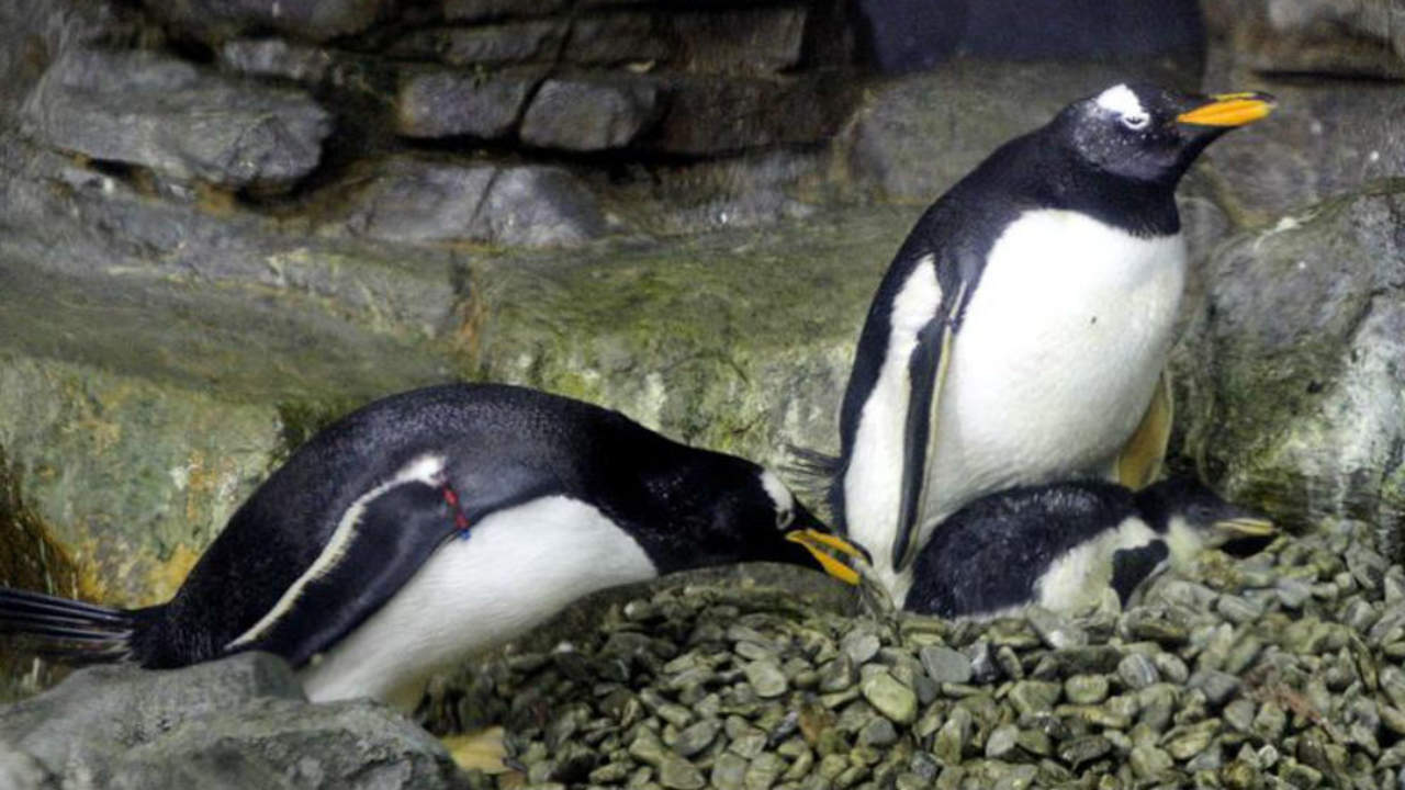 Pareja de pingüinos macho se convierte en padres. Noticias en tiempo real