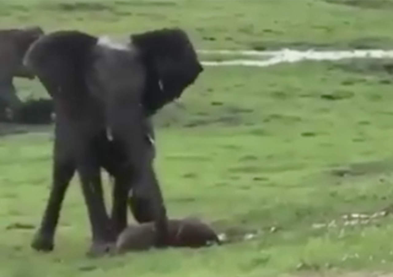 VIDEO: Así festejan los elefantes el nacimiento de uno. Noticias en tiempo real