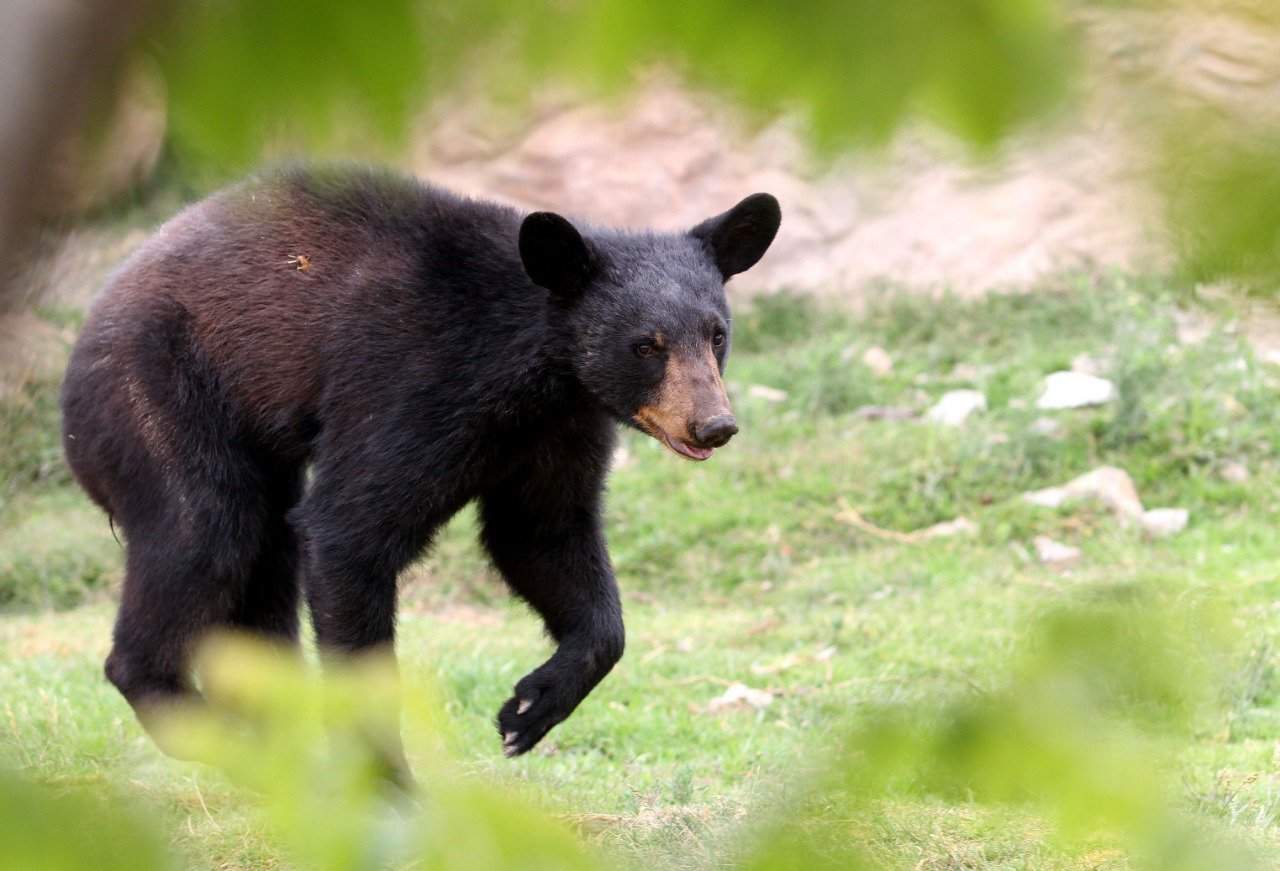 Alertan en Coahuila por avistamiento de osos. Noticias en tiempo real