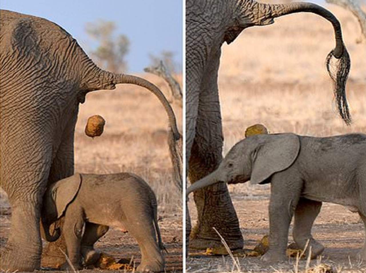El elefante que estaba en el lugar y momento ‘equivocado’. Noticias en tiempo real