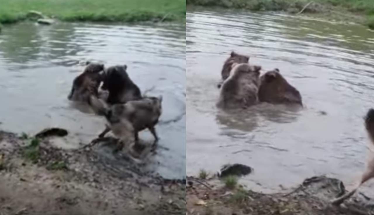 VIRAL: Osos atacan a una loba hasta la muerte. Noticias en tiempo real