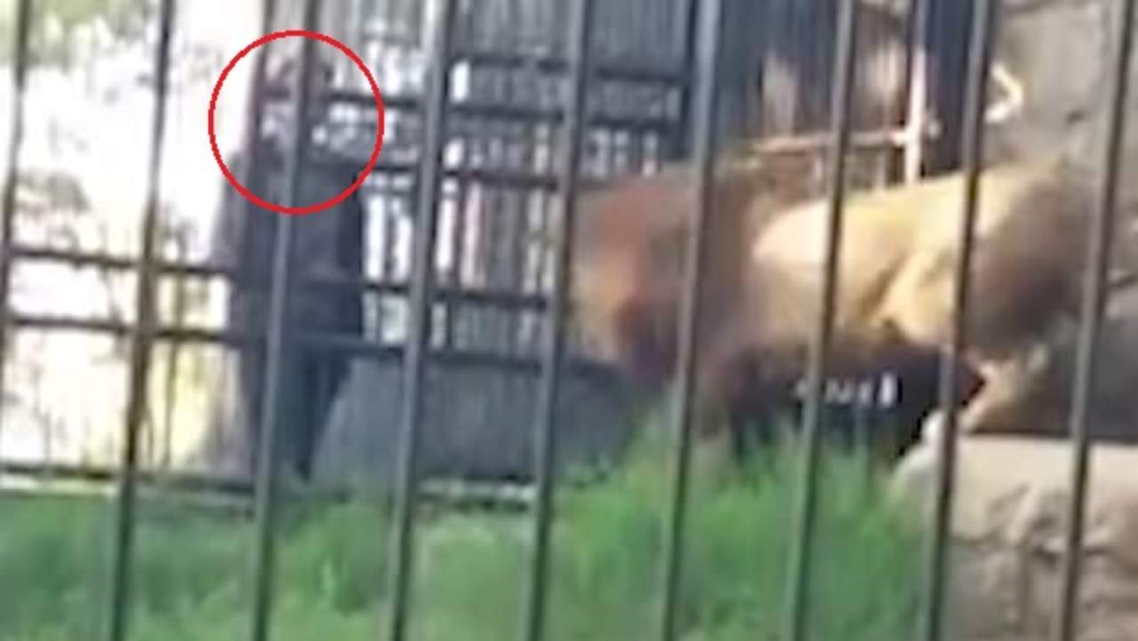 Ebrio mete el brazo a la jaula de un león y éste lo ataca. Noticias en tiempo real