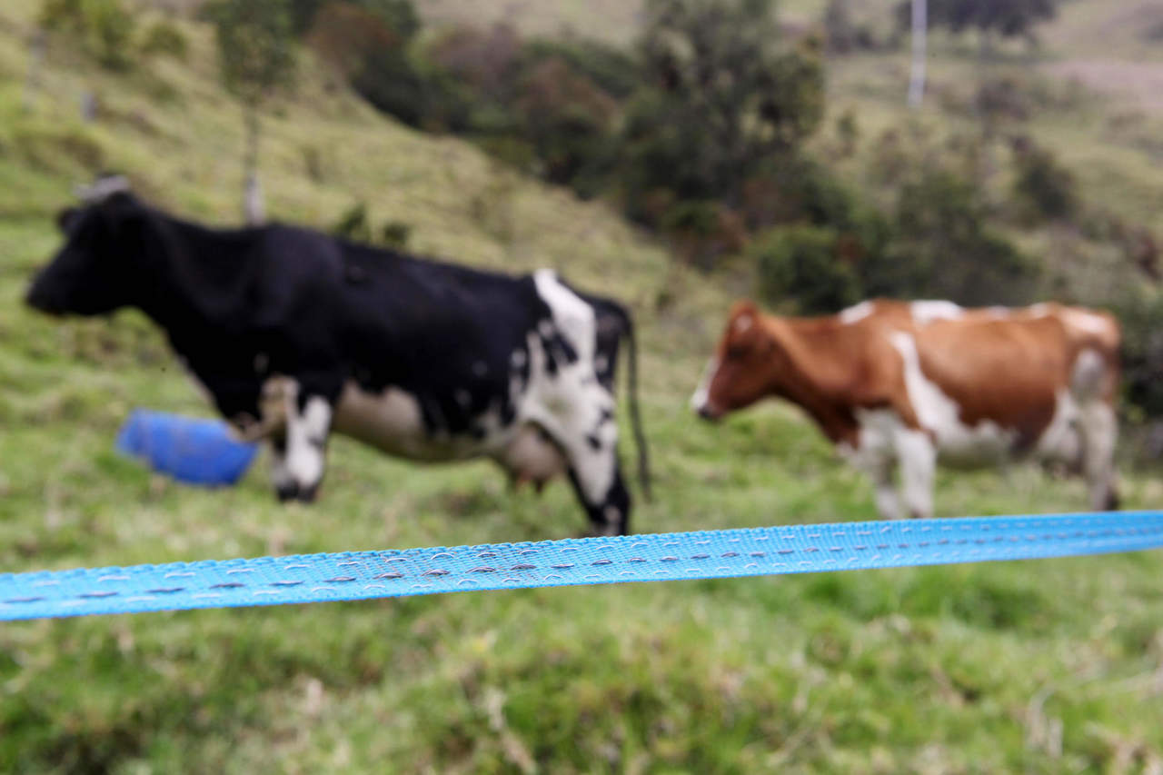 Encuentro impulsa la ganadería sustentable para detener la deforestación. Noticias en tiempo real