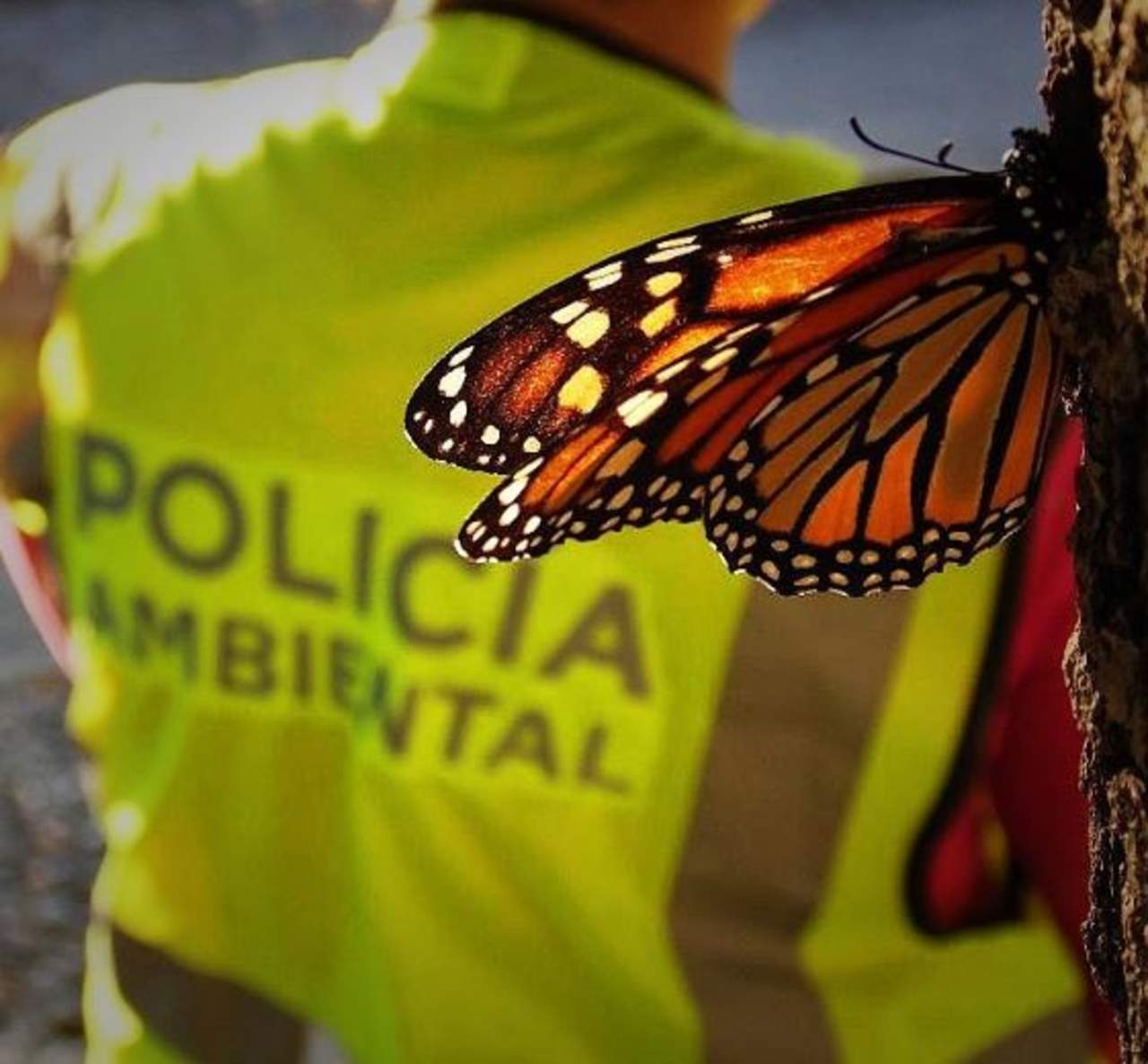Mantiene Saltillo programa de protección a la mariposa monarca. Noticias en tiempo real