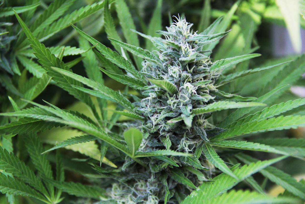 Cofepris ha emitido 10 permisos para uso lúdico de cannabis. Noticias en tiempo real