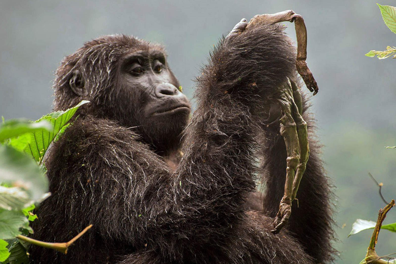 Gorilas de montaña fuera de peligro crítico de extinción. Noticias en tiempo real