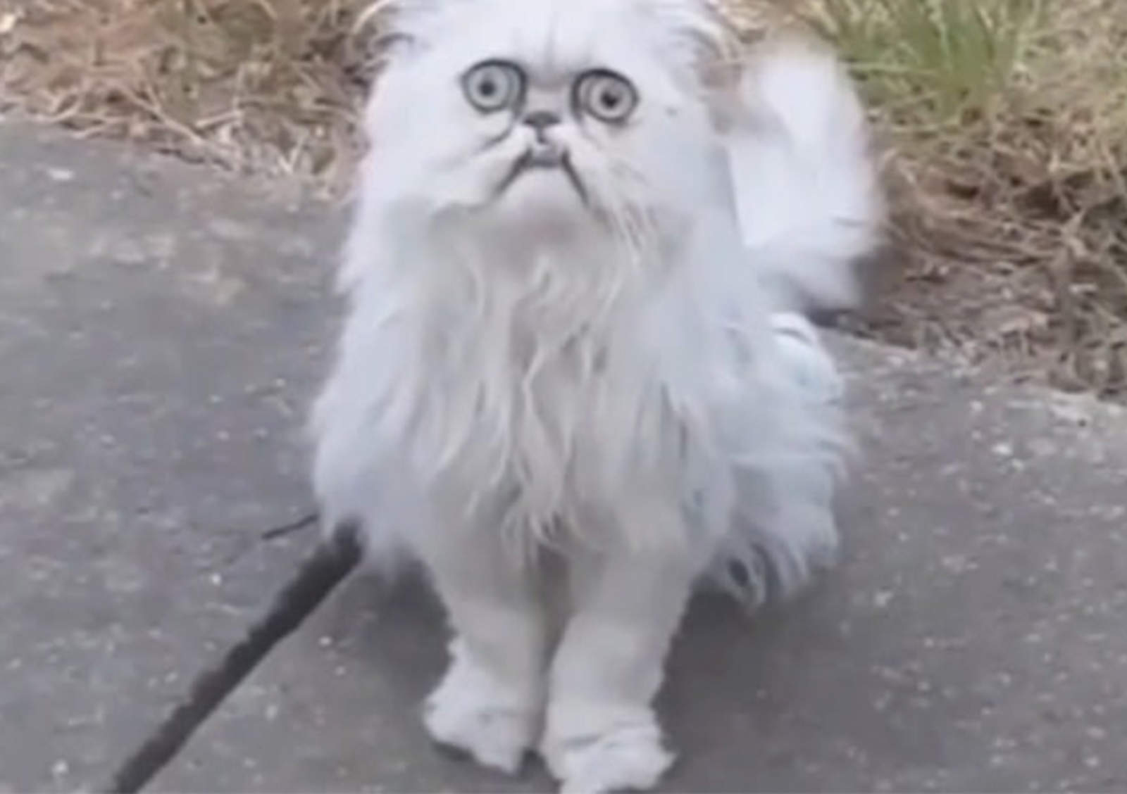 ¿El gato más feo del Internet?. Noticias en tiempo real