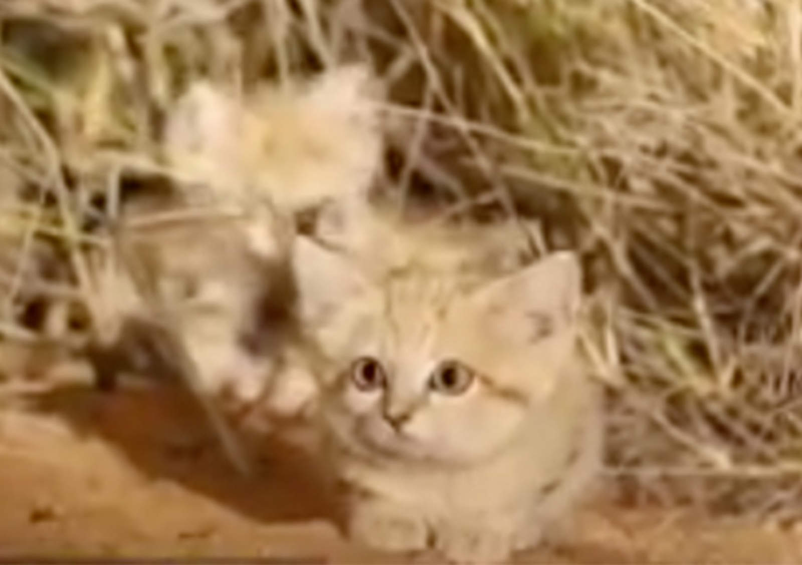 VIRAL: Los gatitos invisibles del Sáhara. Noticias en tiempo real