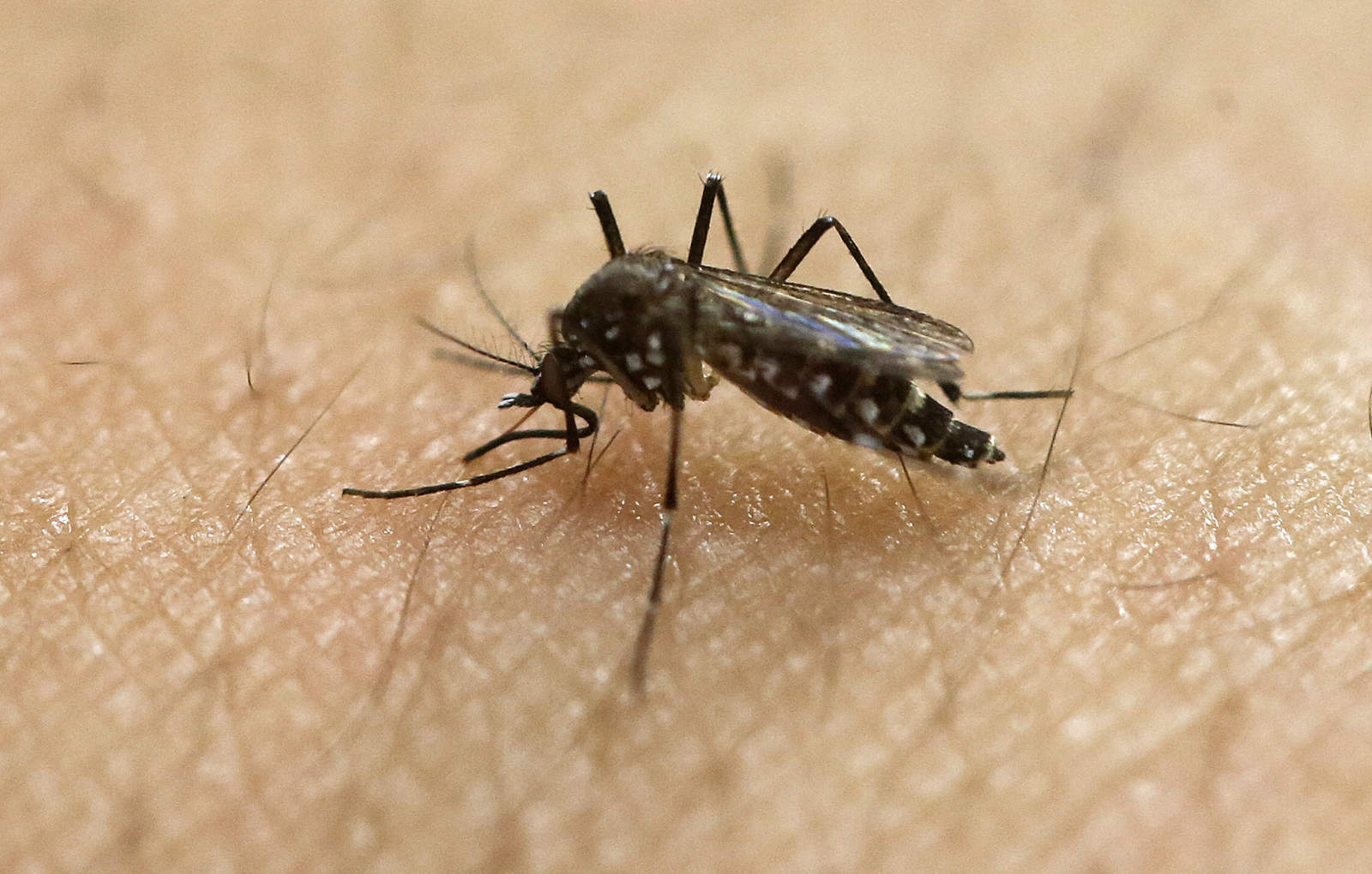 Prueban con éxito vacuna contra el Zika. Noticias en tiempo real