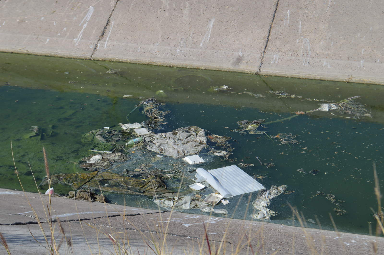Se quejan de suciedad en canal de riego de Torreón. Noticias en tiempo real