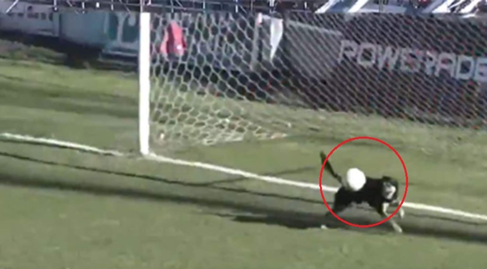 Perro evita un gol en partido de fútbol y se hace viral. Noticias en tiempo real